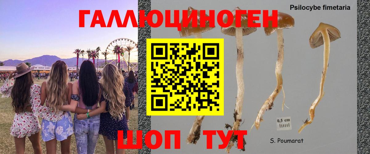 Псилоцибиновые грибы Psilocybine cubensis  Вход с VPN  Сыктывкар 